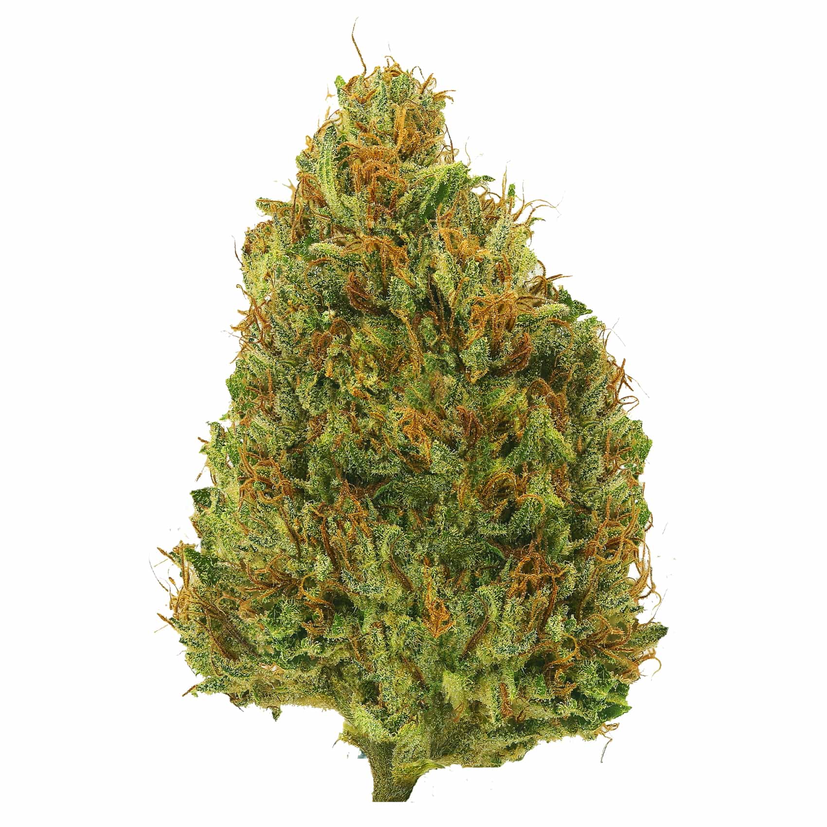 Hash Plant