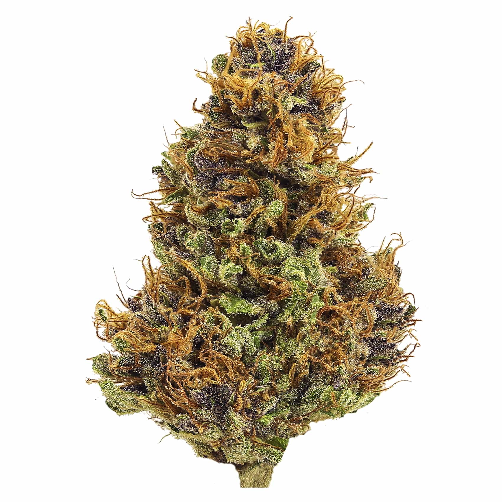 Purple Hindu Kush